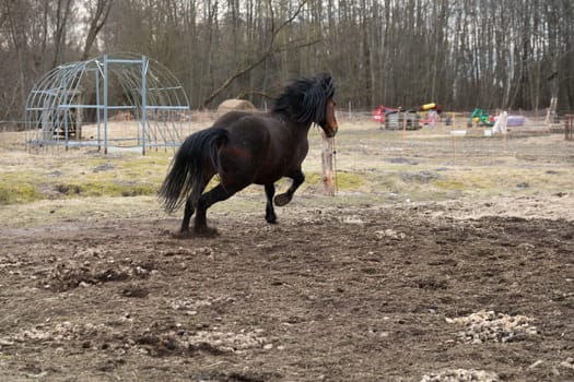 A powerful horse is seen running energetically in a vast field, with scattered trees in the background. The horses mane is flowing in the wind as it gallops gracefully across the open space.
