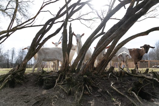 A large group of goats are gathered next to a tall tree in a grassy field. The goats appear to be grazing and resting under the shade of the tree. Some goats are looking around while others are nibbling on grass.