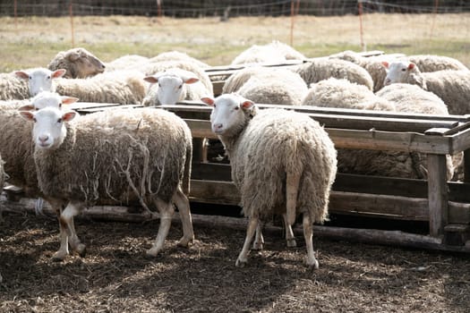 A group of sheep stands closely packed next to each other in a field. The sheep are of various sizes and colors, with their fluffy coats forming a dense cluster. Some of them are grazing while others look around curiously.