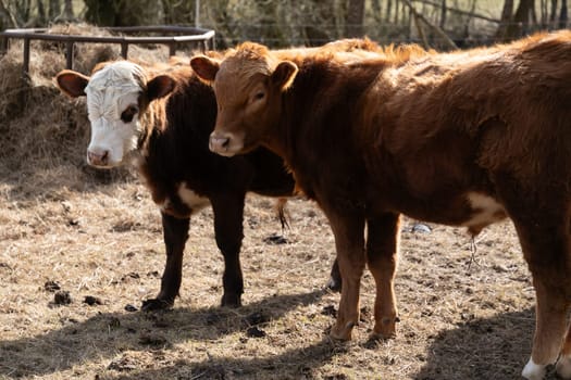 Two cows are standing on top of a dry grass field under the clear sky. The cows are grazing and moving around the open land, with no other animals nearby.