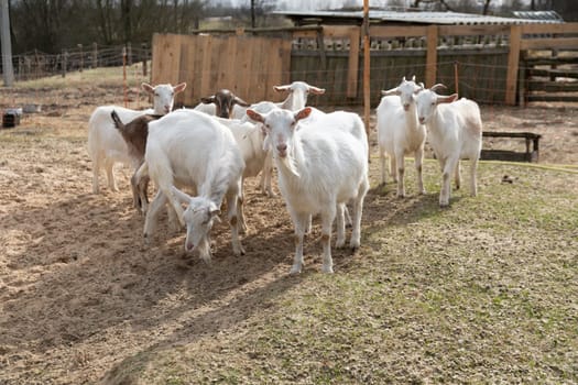 A herd of goats is seen walking steadily across a dusty dirt field. The goats are moving in a group, with their heads down, focused on their journey. The field is barren, with patches of grass here and there, and the goats seem to be on a mission to reach a destination.