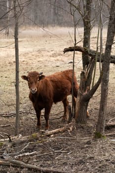 A brown cow is standing next to a tree in a dense forest. The cow is calmly grazing on the lush green grass next to the tall tree.