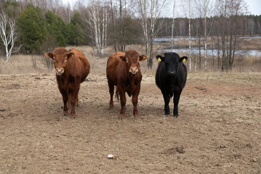 Three cows are standing in a green field, with tall trees in the background. The cows appear to be grazing peacefully in the lush grass under the clear sky.