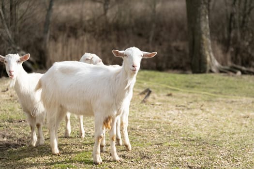 A group of white goats standing together on top of a grass-covered field. The goats are calmly grazing on the lush green grass, their white coats contrasting against the vibrant landscape.
