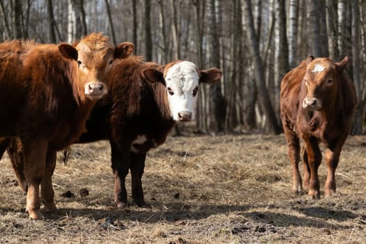A group of cattle, known as a herd, are standing on a field covered in dry grass. The cows are grazing and moving around, creating a scene of agricultural activity.