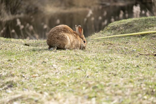 A rabbit is seen sitting in the lush green grass near a calm body of water. The rabbit appears alert, with its ears perked up. It seems to be enjoying the peaceful surroundings of the serene landscape.