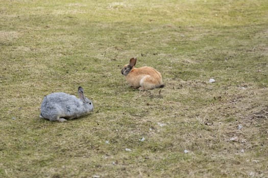 Two rabbits can be seen perched atop a lush field covered in green grass. The rabbits are calmly sitting, their ears perked up, enjoying the peaceful surrounding nature.