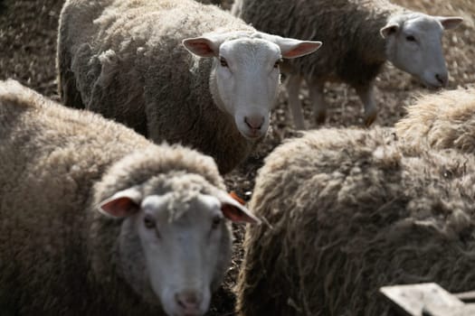 A group of sheep standing closely next to each other in a field, showing their woolly coats and presence as a collective group. The sheep appear to be grazing and socializing with each other in this scene.