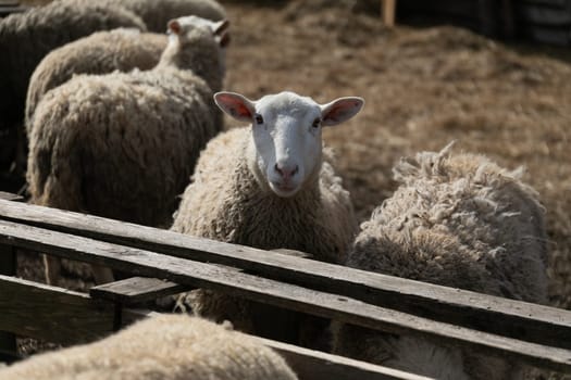 A group of sheep clustered closely together, standing side by side in a field. The sheep are grazing and gazing around, displaying their woolly coats and fluffy tails.