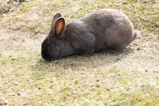 A small rabbit is perched on top of a lush green field covered with grass. The rabbit appears calm and observant, blending into its natural surroundings effortlessly. The field seems vast and peaceful, providing a serene backdrop for the rabbits presence.