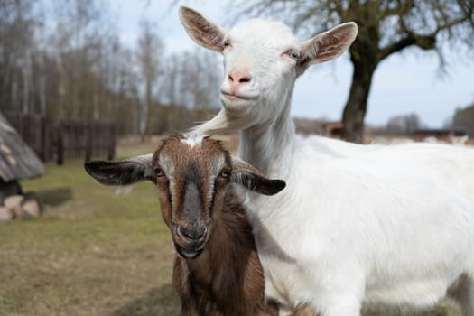 Two goats, one brown and one white, are standing next to each other in a grassy field. They appear calm and are looking around their surroundings. The goats are enjoying the open space and fresh air.