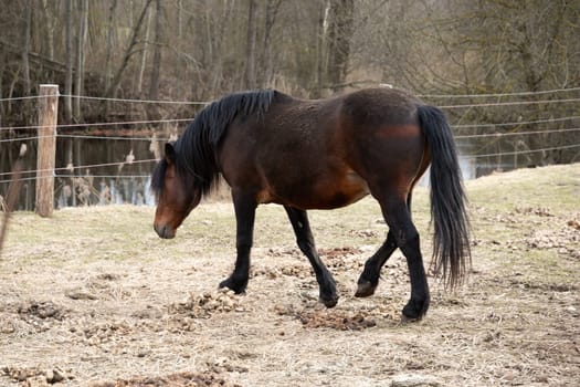 A brown horse is walking steadily across a field covered in dry grass. Its hooves kick up small puffs of dust as it moves, the sunlight casting shadows on its muscular body.