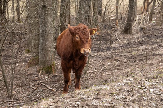 A brown cow is standing in the middle of a dense forest, surrounded by trees and foliage. The cow seems to be grazing on the grassy ground, with a curious expression on its face.