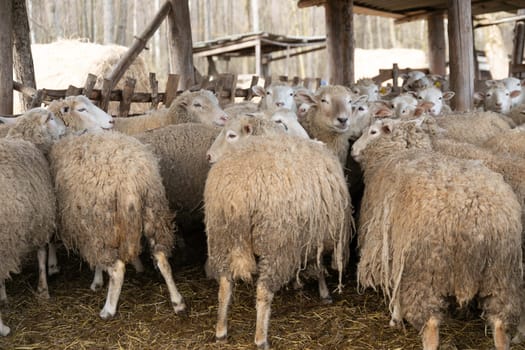 A group of sheep standing closely next to each other in a field, displaying uniformity and unity. Each sheep has a thick wool coat and is peacefully grazing on the grass.