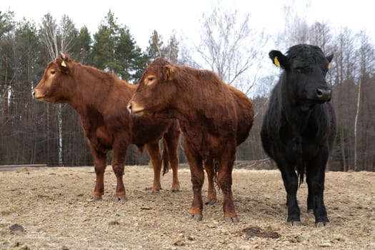 A large group of cattle are standing on a dry grass field, feeding on the sparse vegetation. The cows are clustered together, their hooves sinking into the cracked earth as they chew on the tough grass.