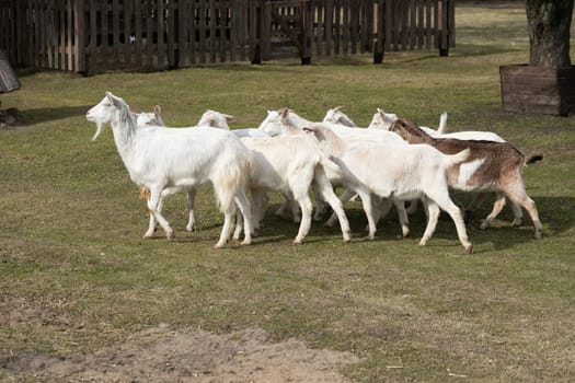 A herd of goats is slowly making their way across a vibrant green field, their hooves gently treading on the grass. The goats are moving together, following a leader, as they graze on the lush pasture.