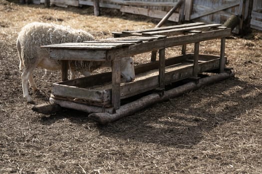 A sheep is standing next to a wooden sled in a field. The sheep is looking around while the sled leans against the grass. The scene depicts a rural setting with a touch of rustic charm.