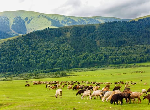 Sheep peacefully graze in a grassy field surrounded by majestic green mountains, creating a picturesque natural landscape.