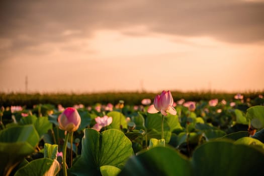 Sunrise in the field of lotuses, Pink lotus Nelumbo nucifera sways in the wind. Against the background of their green leaves. Lotus field on the lake in natural environment