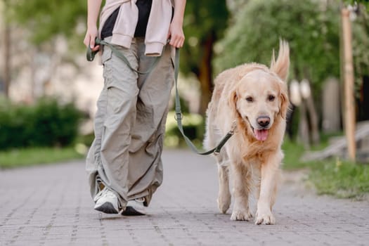 Golden Retriever Enjoys A Walk With Young Owner, Dog In Close-Up View