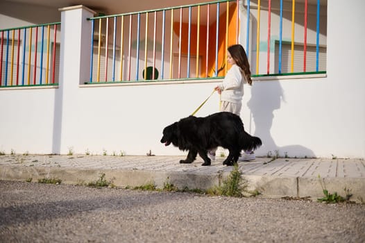 Cute child girl walking her black purebred cocker spaniel dog against while wall nd colorful fence outdoors. Full length side portrait