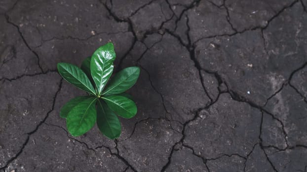 Top view seedling plant growing on rich nutrient fertilized soil as ecology and environment concept symbolizes importance of environmental awareness and sustainable ecosystem. Gyre
