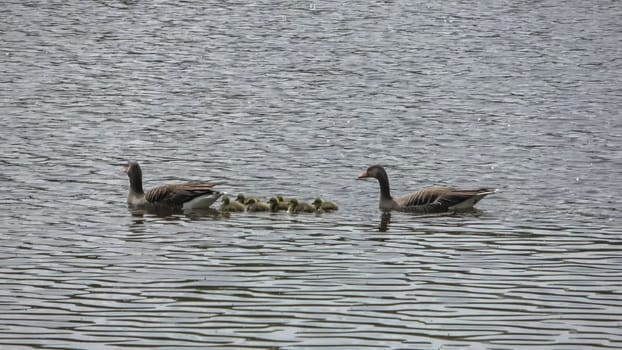 Two geese with their newly hatched babies swim together in the sunshine on a lake with small waves