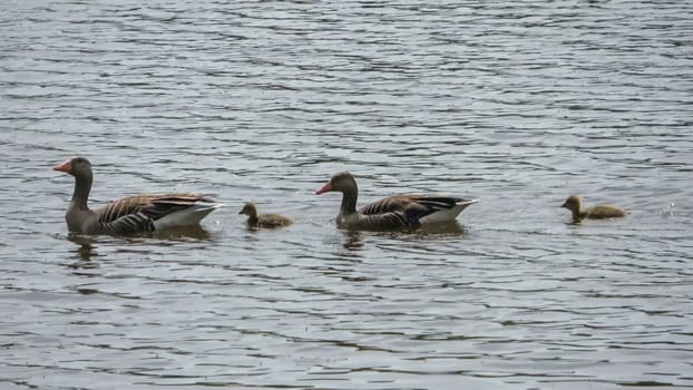 Two geese with their newly hatched babies swim together in the sunshine on a lake with small waves