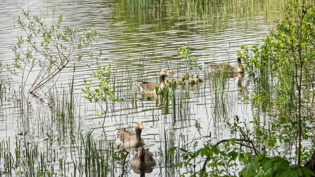 Two geese with their newly hatched babies swim together in the sunshine on a lake with small waves