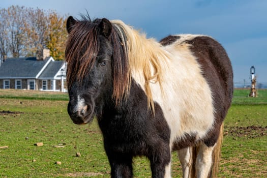 Portrait of a majestic piebald horse, featuring a striking mane of contrasting colors, standing proudly in a rural setting with a classic farmhouse in the background.