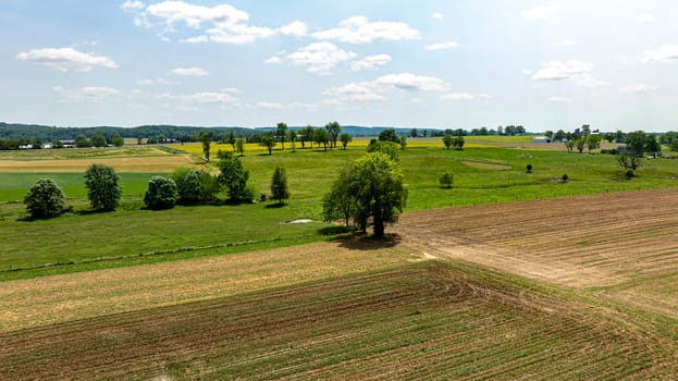 A field with a tree in the middle of it. The sky is blue and there are clouds