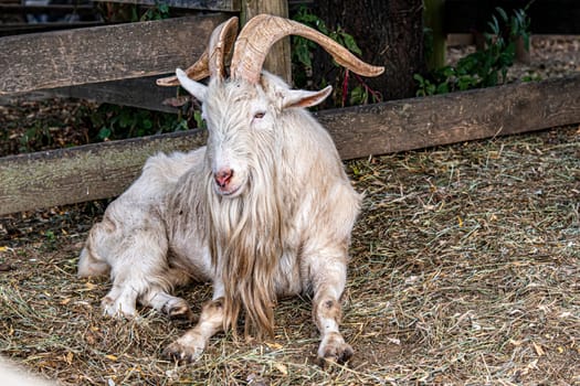 A close Up of goat is laying down in a field with a wooden fence behind it. The goat is looking at the camera and he is relaxed