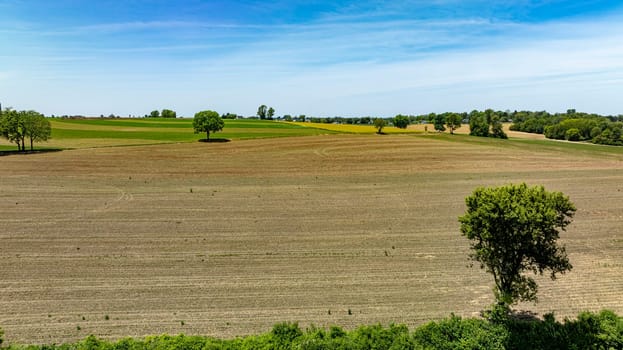 A field of dry grass with a tree in the middle. The sky is clear and blue