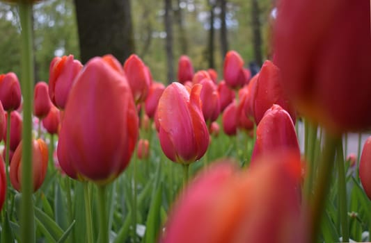 Field with beautiful red tulips. High quality photo