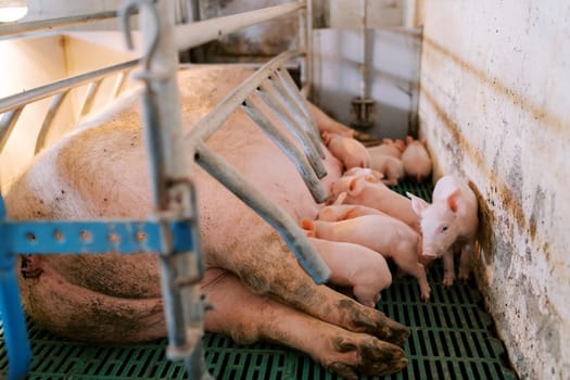 Little piglet walks past a flock of piglets suckling the breast of a sow in a pen. High quality photo