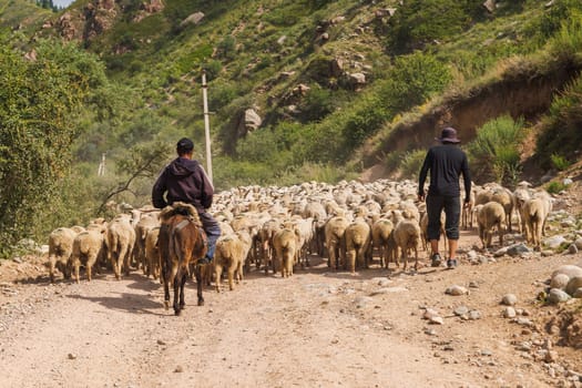 two shepherds lead a flock of sheep along a dusty dirt road mountain road on a sunny summer day in Cholpon-Ata, Kyrgyzstan - June 7, 2023