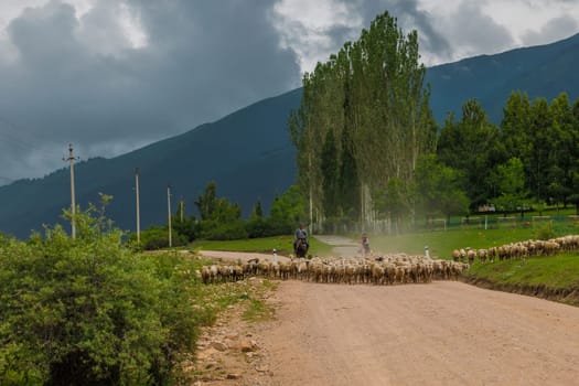 two shepherds - father and son lead a flock of sheep along a dusty dirt road mountain road on a sunny summer day in Cholpon-Ata, Kyrgyzstan - June 7, 2023