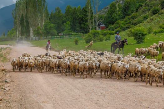 two shepherds - father and son lead a flock of sheep along a dusty dirt road mountain road on a sunny summer day in Cholpon-Ata, Kyrgyzstan - June 7, 2023