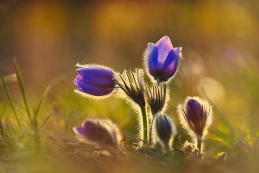 Spring background with flower. Beautiful nature at sunset in spring time. Pasque flower (Pulsatilla grandis)