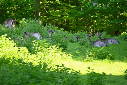 Beautiful animals in a wild nature. Fallow deer (Dama dama) Colorful natural background. Forest in Czechia.