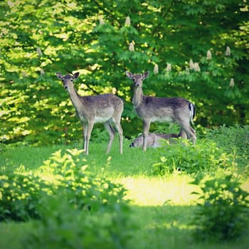 Beautiful animals in a wild nature. Fallow deer (Dama dama) Colorful natural background. Forest in Czechia.