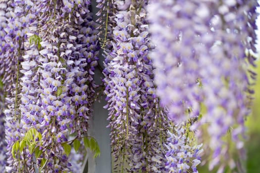 Blooming Wisteria Sinensis with classic purple flowers in full bloom in drooping racemes against the sky. Garden with wisteria in spring