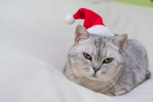 Scottish straight Christmas cat in a red santa hat sleeps on a white blanket. Pets, Christmas stories with pets