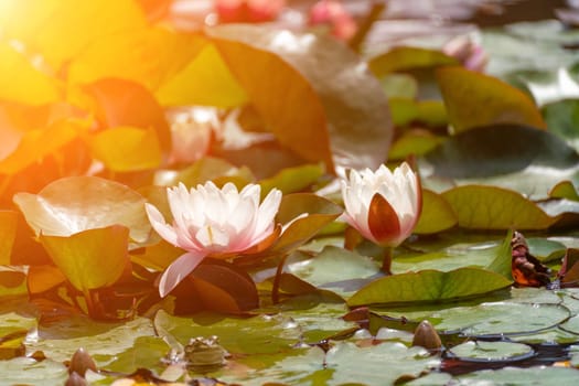 Pink lotus water lily flower in pond, waterlily with green leaves blooming.