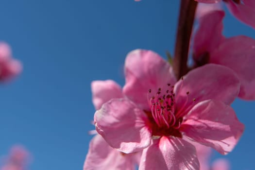 close up pink peach flower against a blue sky. The flower is the main focus of the image, and it is in full bloom