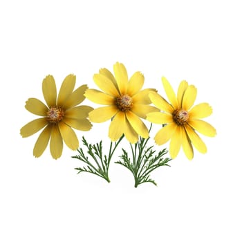 Flowers isolated on transparent background