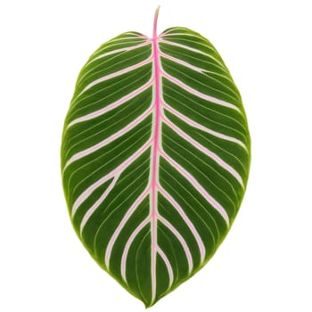 Plants leaf isolated on transparent background