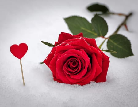 Red blossom of a rose in the snow, glittering background with copy space