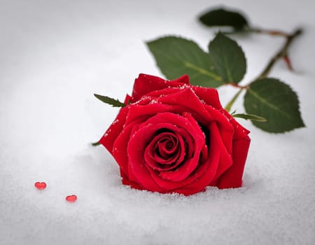 Red blossom of a rose in the snow, glittering background with copy space