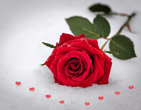 Red blossom of a rose in the snow, glittering background with copy space